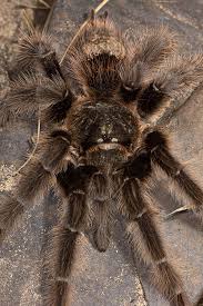 Znalezione obrazy dla zapytania Grammostola grossa