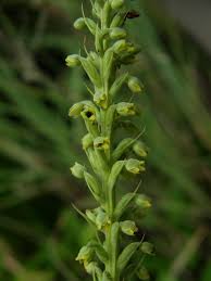 Attēlu rezultāti vaicājumam “Herminium monorchis fruit”