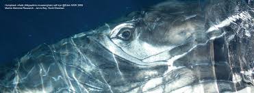 Image result for Leucopleurus acutus