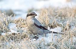 Attēlu rezultāti vaicājumam “Lanius excubitor adult”