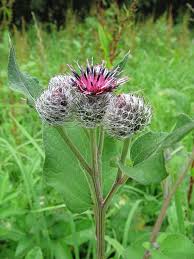 Attēlu rezultāti vaicājumam “Arctium tomentosum”
