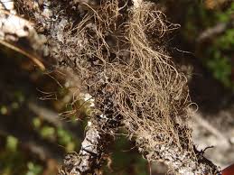 Attēlu rezultāti vaicājumam “Bryoria capillaris”