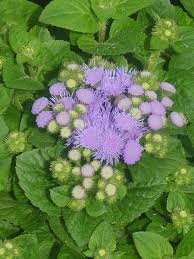 Image result for Ageratum houstonianum