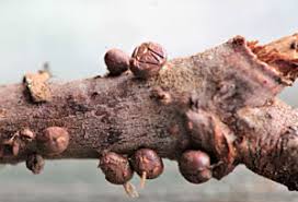 Attēlu rezultāti vaicājumam “Dianema nivale spores”