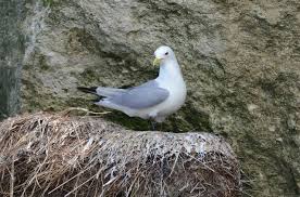 Attēlu rezultāti vaicājumam “Rissa tridactyla”