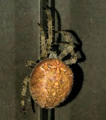 Attēlu rezultāti vaicājumam “Araneus diadematus female”