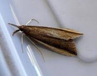 Attēlu rezultāti vaicājumam “Donacaula mucronella”