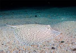 Image result for Raja brachyura