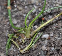 Attēlu rezultāti vaicājumam “Plantago uniflora”