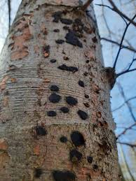 Attēlu rezultāti vaicājumam “Biscogniauxia marginata”