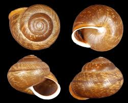 Attēlu rezultāti vaicājumam “Arianta arbustorum”