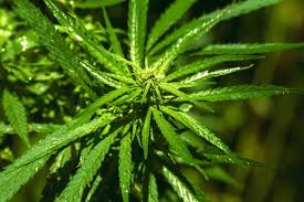 Attēlu rezultāti vaicājumam “Cannabis sativa fruit”