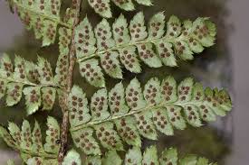 Attēlu rezultāti vaicājumam “Polystichum braunii”