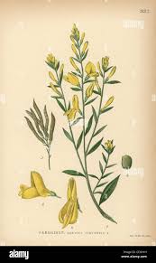 Image result for Genista tinctoria