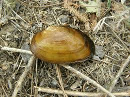 Attēlu rezultāti vaicājumam “Unio crassus”