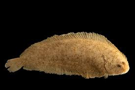 Image result for Solea solea