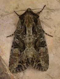 Attēlu rezultāti vaicājumam “Apamea remissa”