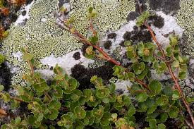 Attēlu rezultāti vaicājumam “Betula nana leaf”
