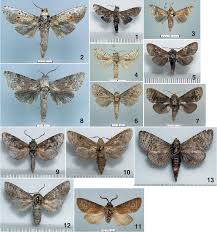 Attēlu rezultāti vaicājumam “Cossidae”