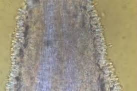 Attēlu rezultāti vaicājumam “Mucronella calva”