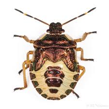 Attēlu rezultāti vaicājumam “Troilus luridus”