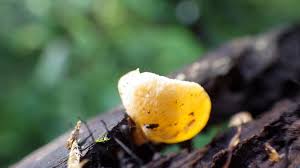 Attēlu rezultāti vaicājumam “Hymenoscyphus calyculus”