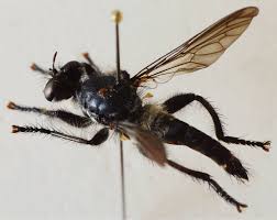 Attēlu rezultāti vaicājumam “Choerades sp.”