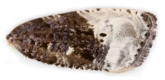 Attēlu rezultāti vaicājumam “Hedya nubiferana”