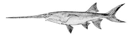 Image result for Polyodon spathula