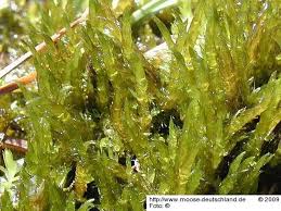 Attēlu rezultāti vaicājumam “Drepanocladus trifarius”