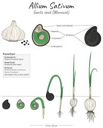 Attēlu rezultāti vaicājumam “Allium sativum fruit”