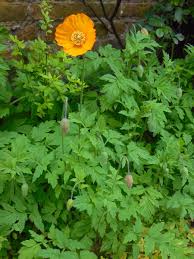 Image result for Meconopsis cambrica
