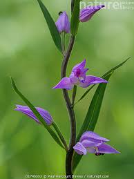 Attēlu rezultāti vaicājumam “Cephalanthera rubra flower”