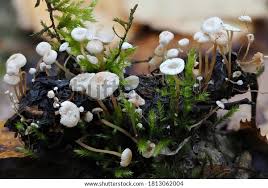 Attēlu rezultāti vaicājumam “Collybia cirrhata”