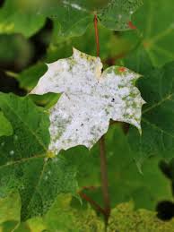 Attēlu rezultāti vaicājumam “Sawadaea tulasnei”