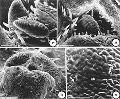 Attēlu rezultāti vaicājumam “Rabdophaga degeeri”