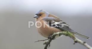 Attēlu rezultāti vaicājumam “Fringilla coelebs male”