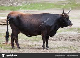 Attēlu rezultāti vaicājumam “Bos primigenius taurus”