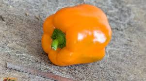 Afbeeldingsresultaat voor yellow mushroom hot pepper
