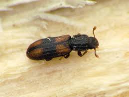 Attēlu rezultāti vaicājumam “Bitoma crenata”