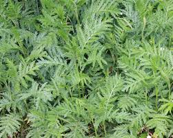 Image result for Tanacetum vulgare