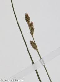 Attēlu rezultāti vaicājumam “Carex echinata”