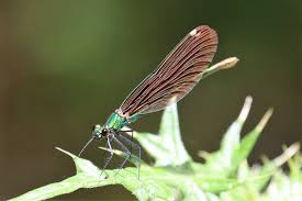 Attēlu rezultāti vaicājumam “Calopteryx virgo female”