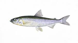 Image result for Coregonus albula