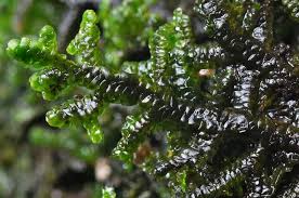 Attēlu rezultāti vaicājumam “Porella cordaeana”