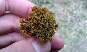 Attēlu rezultāti vaicājumam “Syntrichia”