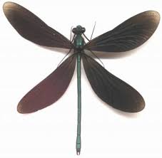 Attēlu rezultāti vaicājumam “Calopterygidae”