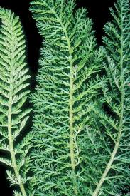 Attēlu rezultāti vaicājumam “Achillea millefolium leaf”