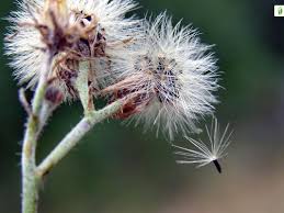 Attēlu rezultāti vaicājumam “Hieracium vulgatum bud”