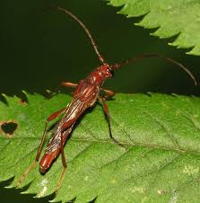 Attēlu rezultāti vaicājumam “Necydalis major”